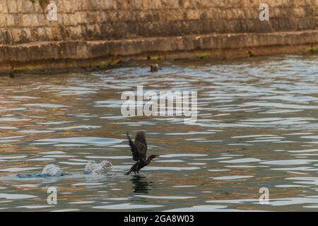 Die Ente macht sich bereit, aus dem Wasser zu fliegen Stockfoto