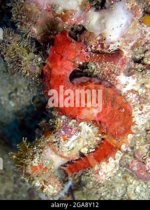 Red Sea Horse schwimmt im philippinischen Meer 16.11.2015 Stockfoto