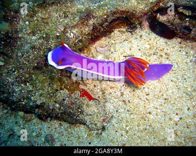 Bunte Meeresraute oder Nudibranch (Hypselodoris Apolegma) auf dem Boden im philippinischen Meer 15.11.2014 Stockfoto