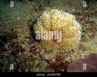 Kleine schwarz-weiße Krabbe sitzt auf einer Anemone im philippinischen Meer 23.1.2016 Stockfoto