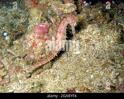 Kleines Seepferd auf dem Boden im philippinischen Meer 12.2.2015 Stockfoto