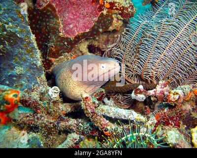 Der Weißäugige Moray Eel (Siderea Thyrsoideus) ragt hinter einem Felsen im philippinischen Meer 5.2.2014 hervor Stockfoto