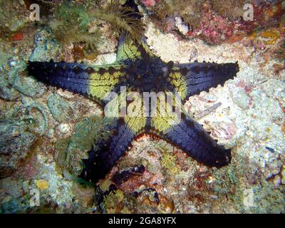 Honigwaben-Seastar (Pentaceraster) auf dem Boden im philippinischen Meer 15.11.2014 Stockfoto