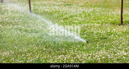Ein Gartenregner bewässert einen grünen Rasen auf einem Stadtgarten mit üppigem weißem Kleeblatt in der Sommerhitze. Selektiver Fokus, Kopierbereich. Stockfoto