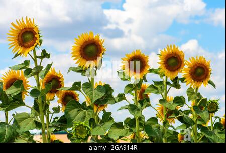 Sonnenblumenfeld. Schöne Sonnenblume mit blauem Himmel Hintergrund. Stockfoto