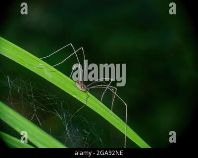 Brauner Erntehilfe, phalangium opilio arachnid auf Gras. Stockfoto