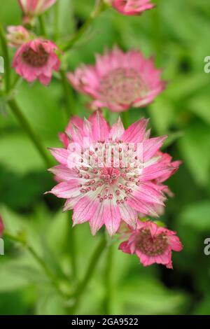 Astratia Roma. Astratia major 'Roma' Masterwort blüht in einer Sommergartengrenze in Großbritannien Stockfoto