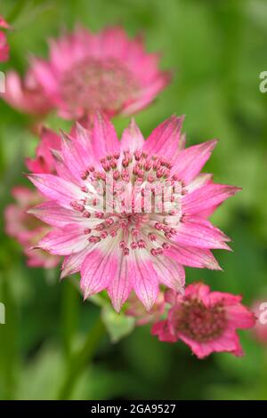 Astratia Roma. Astratia major 'Roma' Masterwort blüht in einer Sommergartengrenze in Großbritannien Stockfoto