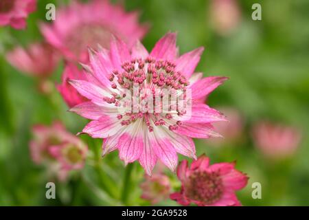 Astratia Roma. Astratia major 'Roma' Masterwort blüht in einer Sommergartengrenze in Großbritannien Stockfoto