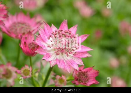 Astratia Roma. Astratia major 'Roma' Masterwort blüht in einer Sommergartengrenze in Großbritannien Stockfoto