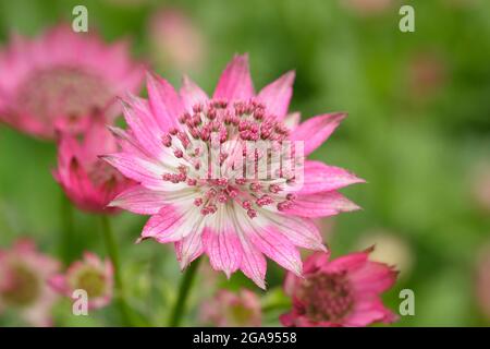 Astratia Roma. Astratia major 'Roma' Masterwort blüht in einer Sommergartengrenze in Großbritannien Stockfoto