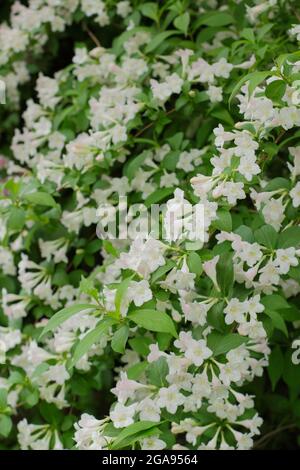 Weiße Blüten von Weigela 'White Knight' ein sommergrüner Strauch. VEREINIGTES KÖNIGREICH Stockfoto