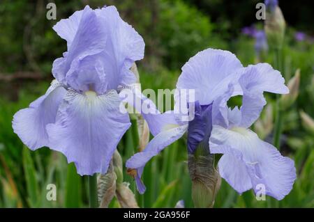 Hellblaue Blüten von Iris 'Jane Phillips', einer großen bärtigen Iris. VEREINIGTES KÖNIGREICH Stockfoto