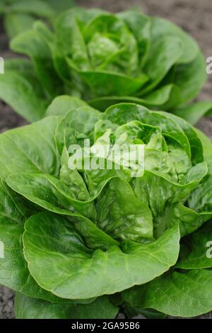 Lactuca sativa 'Little Gem' cos Salat, der in einem Gemüsegarten wächst, Großbritannien Stockfoto