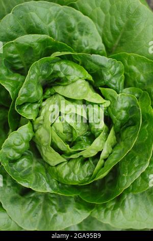 Lactuca sativa 'Little Gem' cos Salat, der in einem Gemüsegarten wächst, Großbritannien Stockfoto