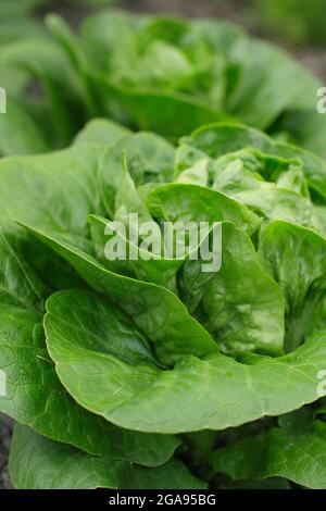 Lactuca sativa 'Little Gem' cos Salat, der in einem Gemüsegarten wächst, Großbritannien Stockfoto