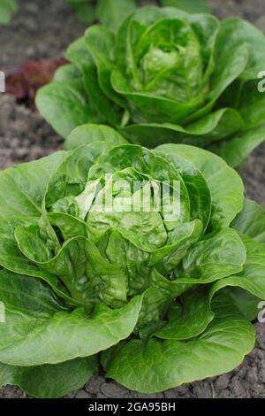 Lactuca sativa 'Little Gem' cos Salat, der in einem Gemüsegarten wächst, Großbritannien Stockfoto