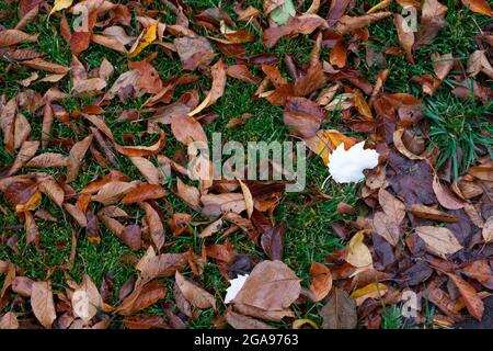 Getrocknete Herbstblätter. Draufsicht auf nasse, verwelkte Blätter, natürlicher Hintergrund mit Kopierraum Stockfoto