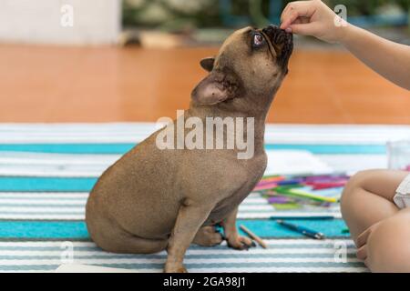 Niedliche französische Bulldogge mit weiten Augen, die auf einem blau gestreiften Teppich sitzt und von ihrem Besitzer gefüttert wird Stockfoto