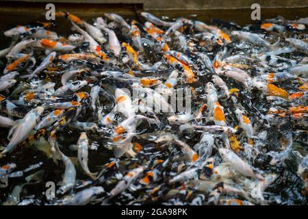 Nahaufnahme der Koi-Fische, die im Teich schwimmen Stockfoto