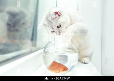 Britische Kurzhaar-Silberkatze, die Goldfische in einem Aquarium beobachtet. Stockfoto