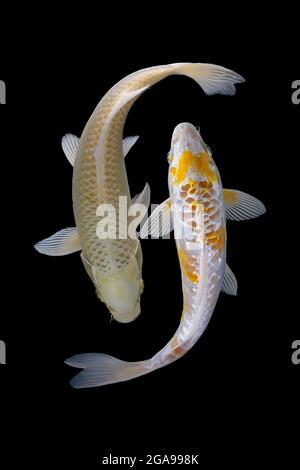 Koi Fisch auf schwarzem Hintergrund Stockfoto