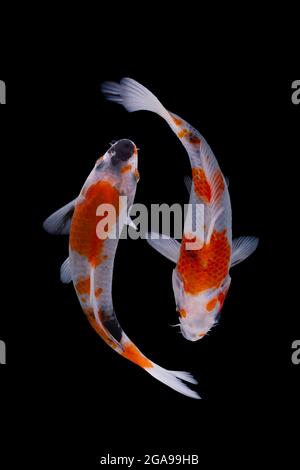 Koi Fisch auf schwarzem Hintergrund Stockfoto