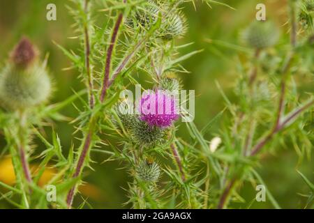 Stierdistel (cirsium vulgare) stachelige Distel blüht in Nahaufnahme im Freien horizontal. Stockfoto