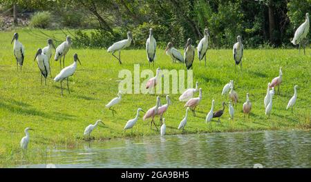 Zwölf Waldstörche, 8 Rosenlöffler, 13 schneebedeckte Reiher und ein weißer Ibis stehen zusammen am Ufer eines Teiches. Stockfoto