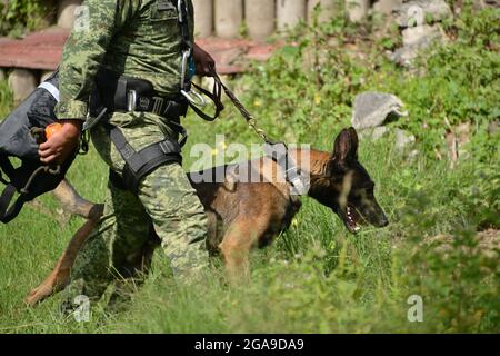 Mexiko-Stadt, Mexiko. Juli 2021. Mexiko-Stadt, Mexiko, 29. Juli 2021: Ein Militär trainiert einen Hund im Rahmen des "Search and Rescue"-Hundetrainings im Hundeausbildungszentrum der mexikanischen Armee, das nach dem Erdbeben von 1985 in Mexiko eingeführt wurde, hat die mexikanische Armee dieses Programm gefördert, um im Falle einer Naturkatastrophe Leben zu retten. Kredit: Carlos Tischler/Eyepix Gruppe/Alamy Live Nachrichten Gutschrift: Eyepix Gruppe/Alamy Live Nachrichten Stockfoto