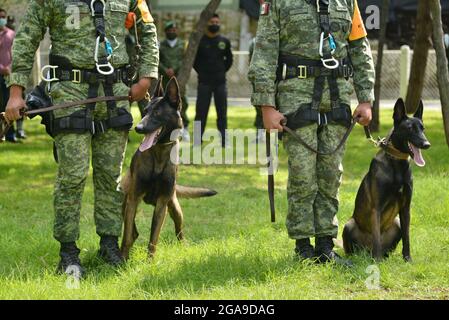 Mexiko-Stadt, Mexiko. Juli 2021. Mexiko-Stadt, Mexiko, 29. Juli 2021: Ein Militär trainiert einen Hund im Rahmen des "Search and Rescue"-Hundetrainings im Hundeausbildungszentrum der mexikanischen Armee, das nach dem Erdbeben von 1985 in Mexiko eingeführt wurde, hat die mexikanische Armee dieses Programm gefördert, um im Falle einer Naturkatastrophe Leben zu retten. Kredit: Carlos Tischler/Eyepix Gruppe/Alamy Live Nachrichten Gutschrift: Eyepix Gruppe/Alamy Live Nachrichten Stockfoto