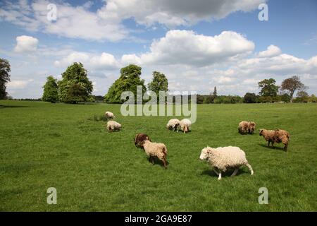 Grüne Weide mit Schafen an einem schönen Tag in England. Stockfoto