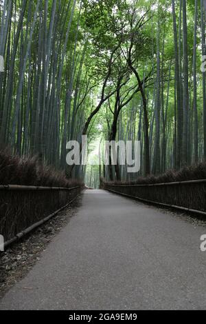 Leerer Pfad führt durch einen Bambuswald - Arashiyama Bezirk in Kyoto Japan Stockfoto