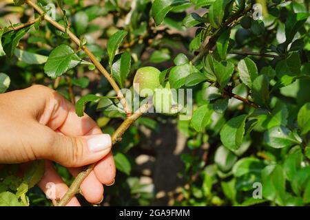 Obstpräsentation. Japanische Quitte (Chaenomeles japonica). Auch Maule-Quitte genannt. Stockfoto