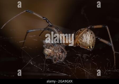 Weibliche Erwachsene braune Witwe der Art Latrodectus geometricus, die eine kleine Spinne ausrauht Stockfoto