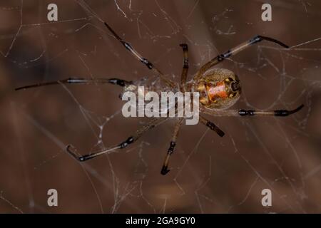 Weibliche Erwachsene braune Witwe der Art Latrodectus geometricus, die eine kleine Spinne ausrauht Stockfoto