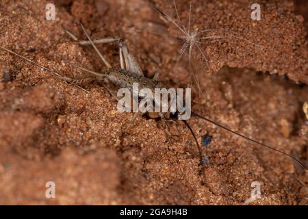 Small Field Cricket of the Tribe Modicogryllini Stockfoto