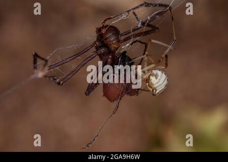 Weibchen kleine Braunwale der Art Latrodectus geometricus, die eine Ameise der Gattung ATTATT ausrauht Stockfoto