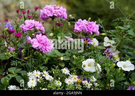 Ansicht einer Blumendarstellung im Quarry Park, Shrewsbury, Shropshire, England Stockfoto