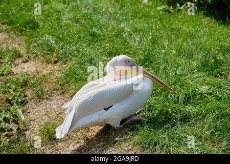 Nahaufnahme eines großen weißen Pelikans oder Pelecanus onocrotalus, der auf dem Gras ruht. Stockfoto