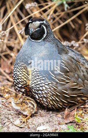 Männlicher California Quail (Callipepla californica), der über einen Hatchling wacht Stockfoto