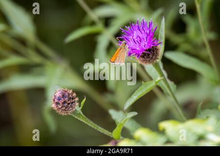 Kleiner Schmetterling des Skippers (Thymelicus sylvestris), der sich auf einer Distel ernährt Stockfoto