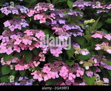 Hortensia macrophylla 'Blue Wave', Spitzenkappe Stockfoto