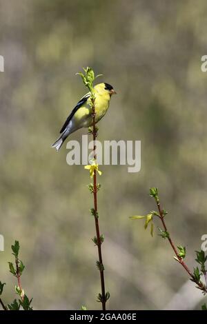 Ein bezaubernder, lebhaft gefärbter gelber und schwarzer amerikanischer Goldfink thront auf einem Zweig des Forsythia-Busches mit Blüten des gleichen leuchtend gelben Farbsteines. Stockfoto