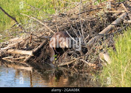 Nordamerikanischer Biber baut eine Lodge am Rand eines Teiches, indem er Schlamm zwischen den Ästen des Baumes in die Holzstruktur einfügt (Castor canadensis) Stockfoto