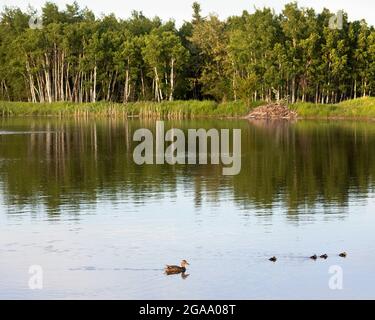 Regenwasserteich-Ökosystem: Mallard-Ente und Enten, Biberhütte und zitternde Aspen-Bäume im Fish Creek Provincial Park, Calgary Stockfoto