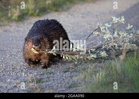 Weibliche Biberin, die einen Silberbeerbaum-Ast im Mund auf einem Pfad im Fish Creek Provincial Park, einem städtischen Naturschutzgebiet (Castor canadensis), trägt Stockfoto