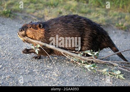 Biberin, die einen Silberbeerbaum-Ast im Mund trägt, geht auf dem Naturpfad zurück zur Lodge in Calgary, Alberta, Kanada. Castor canadensis Stockfoto