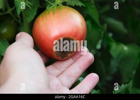 Blütenende verfaulen auf der roten Tomate. Beschädigte Früchte in der Hand des Bauern. Nahaufnahme. Krankheit von Tomaten. Verschwommener landwirtschaftlicher Hintergrund. Low-Taste Stockfoto