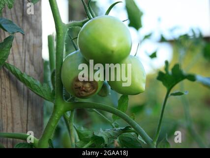 Krankheit von Tomaten. Blütenendfäule. Drei grüne Tomaten sind auf dem Busch faul. Nahaufnahme. Ernteprobleme. Verschwommener landwirtschaftlicher Hintergrund Stockfoto